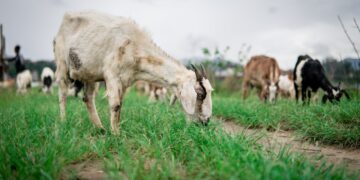 Export Markets For Small Livestock On Rise In Botswana