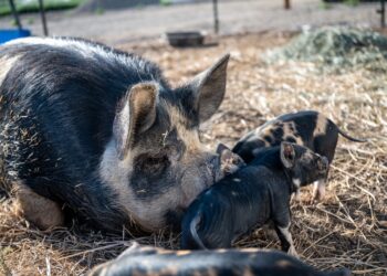 Cattle Futures Low; Hogs High