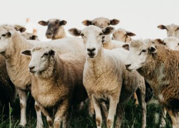 What Is The Future Of Hawaii’s Farming? Some Say Sheep