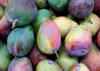 ‘Mango Exports To US Could Top Past Shipments’