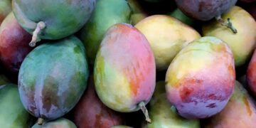 ‘Mango Exports To US Could Top Past Shipments’