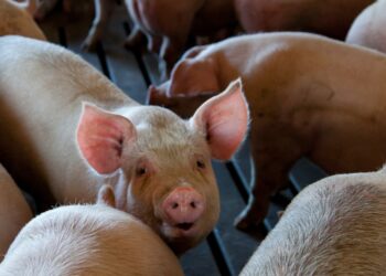 Reforming Our Livestock And Corn Industry