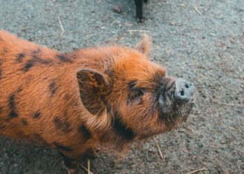 Thai Pig Farmers Angered By Havoc From Alleged African Swine Fever