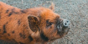 Thai Pig Farmers Angered By Havoc From Alleged African Swine Fever