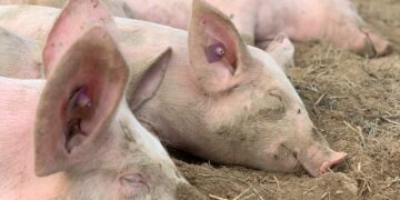 The Pig Sector Has Never Faced Such A Crisis As Now