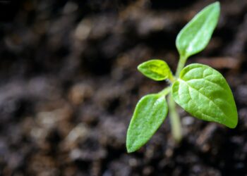 Despite Restricted Access To Forex, Food-Related Importation Still Drive Agriculture