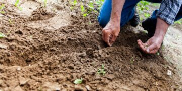Planting for Food, Jobs