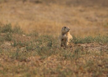 What Will Climate Change Actually Look Like On The Prairies?