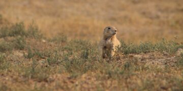 What Will Climate Change Actually Look Like On The Prairies?