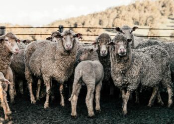 Calls For Inspection Flexibility For Sheep Farmers