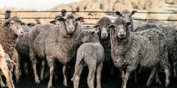Calls For Inspection Flexibility For Sheep Farmers