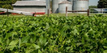 As Minnesota Explores A Clean Fuel Standard, There’s Pushback Against Ag