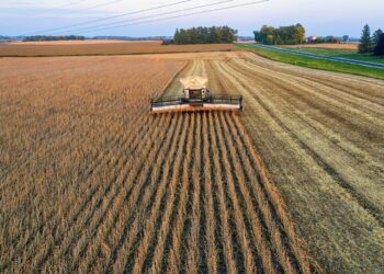 Hot And Dry Southern Brazil Slashes Soybean Outlook
