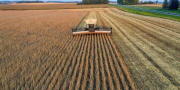 Hot And Dry Southern Brazil Slashes Soybean Outlook