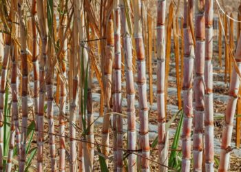 Sugar Industry Struggles As Fertilizer Prices More Than Double