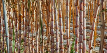 Sugar Industry Struggles As Fertilizer Prices More Than Double