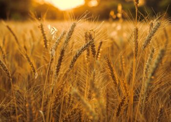 Wheat Falls Further As Data Creates Supply Pressure