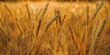 Wheat Falls Further As Data Creates Supply Pressure