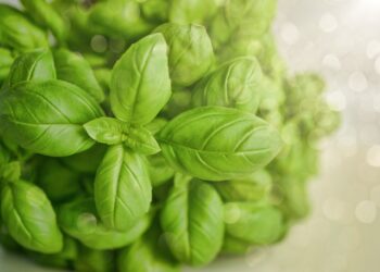 Start Up Future Crops Vertically Cultivates High-Yield Basil Variety