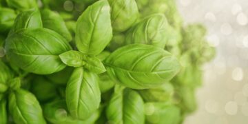 Start Up Future Crops Vertically Cultivates High-Yield Basil Variety