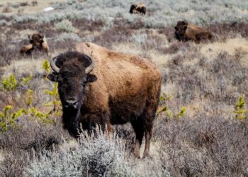 University of Wyoming Launches Ranch Management and Ag Leadership program