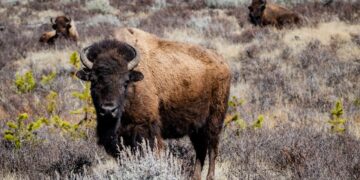University of Wyoming Launches Ranch Management and Ag Leadership program