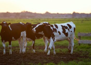 UK Cattle Prices Steady