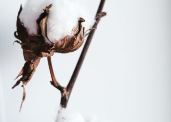 Cold Wave Grips North India; Extends Wait For Demand Of Cotton Yarn