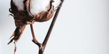 Cold Wave Grips North India; Extends Wait For Demand Of Cotton Yarn