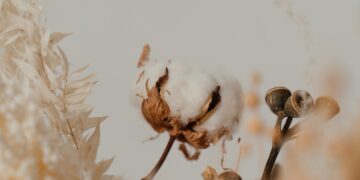 Firm Trend On Cotton Market