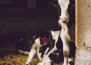 International Beef Sector Responds Positively To Challenge