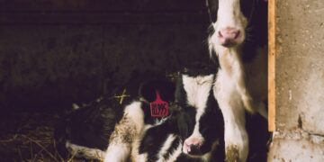 International Beef Sector Responds Positively To Challenge