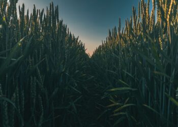 February Is A Key Month For South American Crops