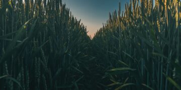 February Is A Key Month For South American Crops