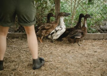 Minnesota Couple Builds Duck Egg and Pastured Pork Operation on Former Dairy Farm