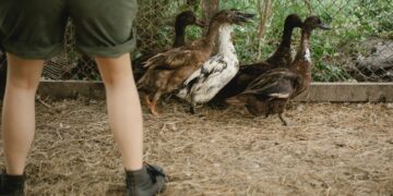 Minnesota Couple Builds Duck Egg and Pastured Pork Operation on Former Dairy Farm