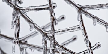 Citrus Growers Say Freeze Might Have Caused More Damage Than Thought