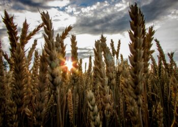 How Australia Can Boost The Production Of Grains, While Lowering Its Carbon Footprint