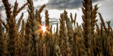 How Australia Can Boost The Production Of Grains, While Lowering Its Carbon Footprint