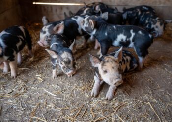 Bloomberg Reports That China’s Hog Herd Has Rebounded