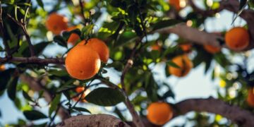 Why Is Orange Juice So Expensive Right Now? Crops Still Suffering From The 2021 Winter Freeze