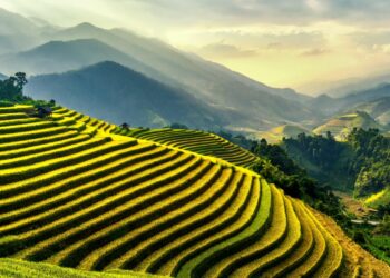 Rice Industry Rises Amidst Challenges