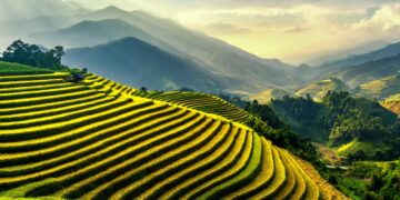 Rice Industry Rises Amidst Challenges