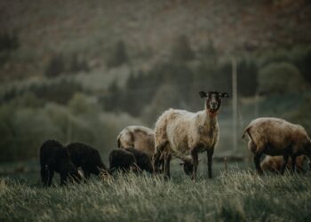 Event To Highlight New Tech To Help Sheep And Goat Farmers