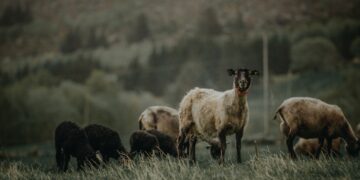 Event To Highlight New Tech To Help Sheep And Goat Farmers