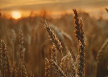 Farmers Test Microbes To Nourish Crops Amid Climate Crisis