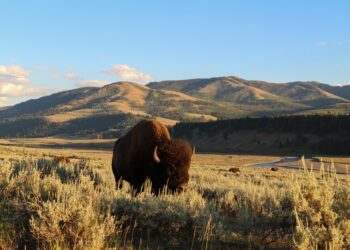 Understanding Ethical Sourcing and Regenerative Agriculture Practices