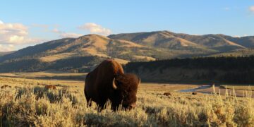 Understanding Ethical Sourcing and Regenerative Agriculture Practices