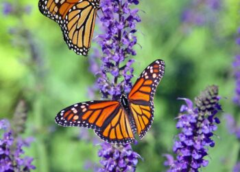 The Fight to Save the Embattled Monarch Butterfly
