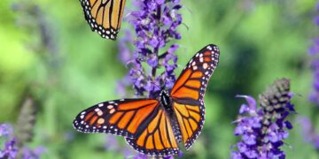 The Fight to Save the Embattled Monarch Butterfly